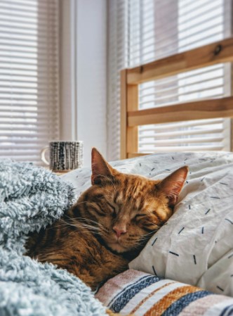 Veterinary nutritionist with cat